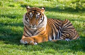 tests/data/tiger.jpeg