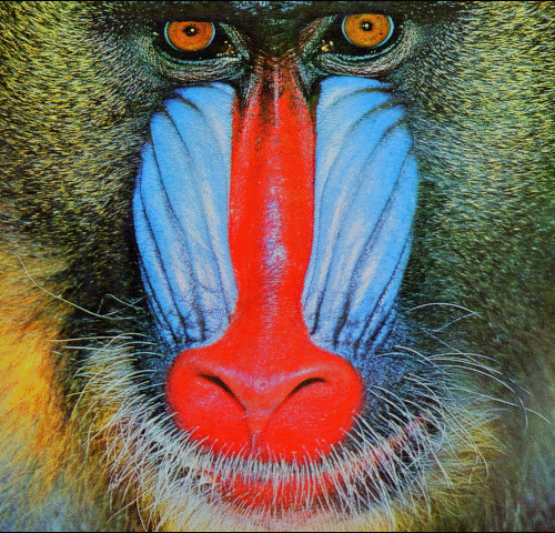 tests/data/image/img_root/baboon.png
