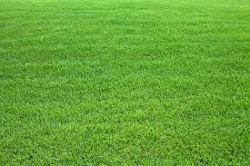 tests/data/image/img_root/grass/grass1.jpeg
