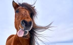tests/data/image/img_root/horse/horse.jpeg