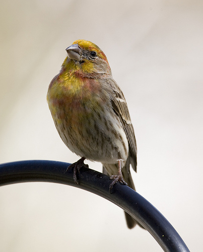 demo/bird.JPEG