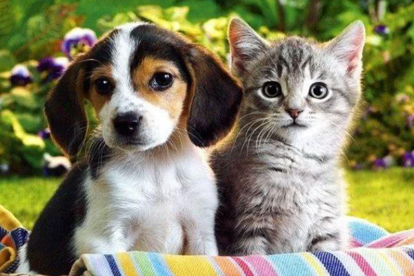 demo/cat-dog.png