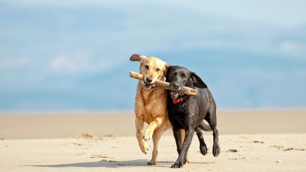 demo/src/assets/data/dogs.jpg