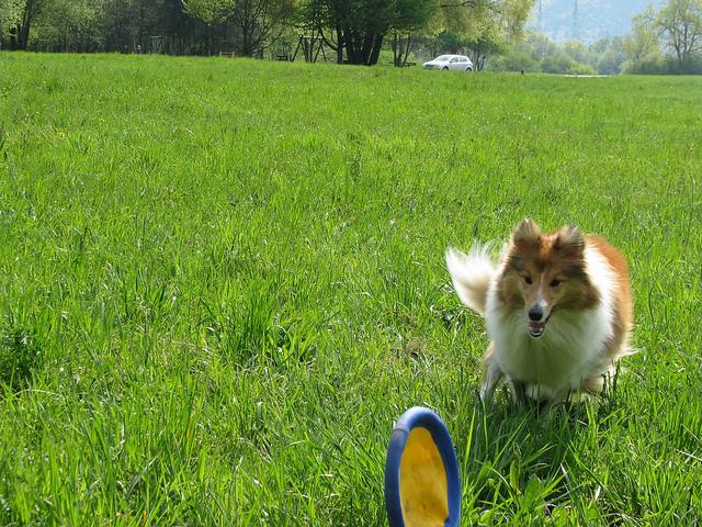 coco_mini/images/train2017/000000000307.jpg