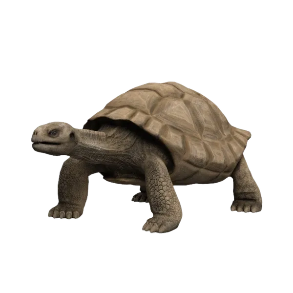 InstantMesh/examples/sea_turtle.png