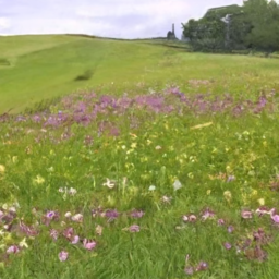 images/a field of flowers_0.png
