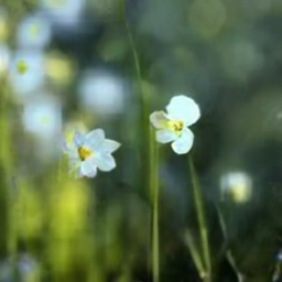 images/a field of flowers_2.png