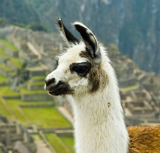 mgm/eval/webpage/figures/llama.jpg
