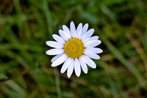 datasets/flowers/val/daisy/6089825811_80f253fbe1.jpg