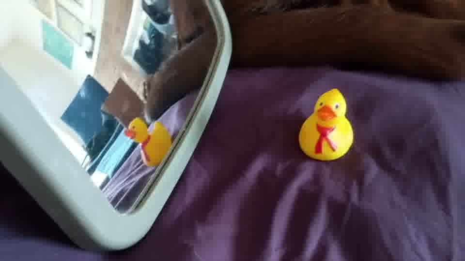 research/object_detection/test_images/ducky/test/out15.jpg