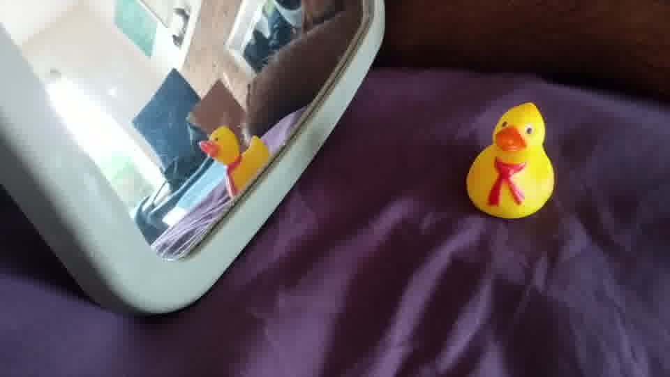 research/object_detection/test_images/ducky/test/out17.jpg