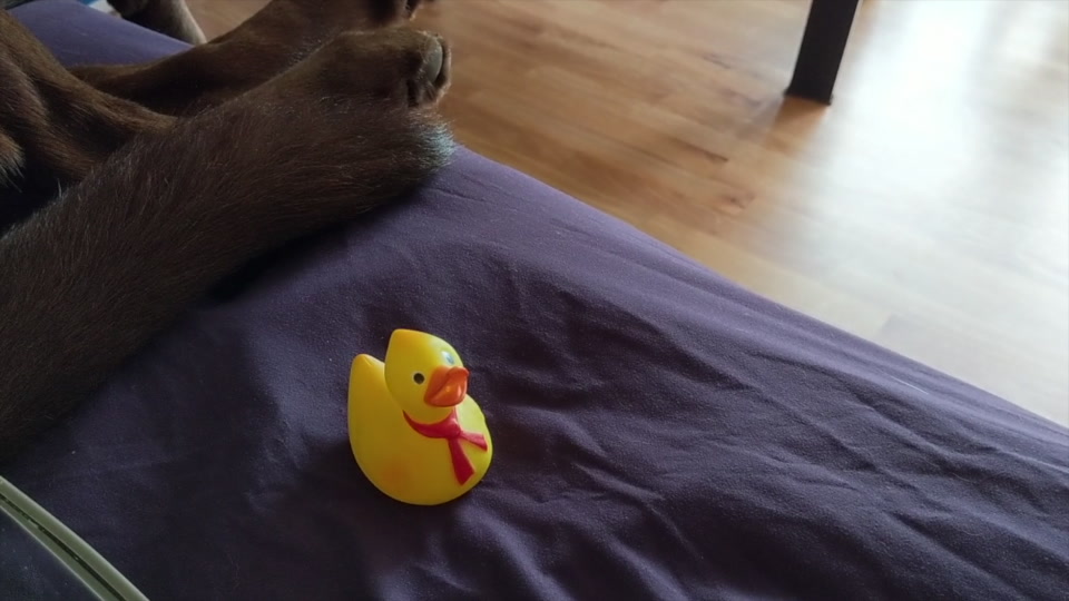 research/object_detection/test_images/ducky/test/out2.jpg
