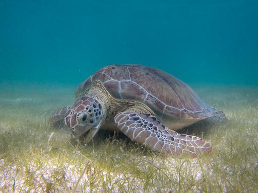 research/nst_blogpost/Green_Sea_Turtle_grazing_seagrass.jpg