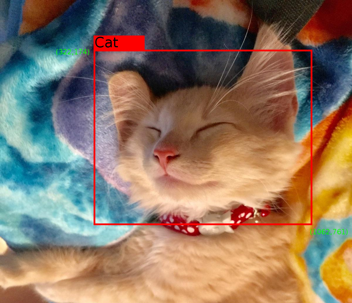 object_detection/g3doc/img/example_cat.jpg