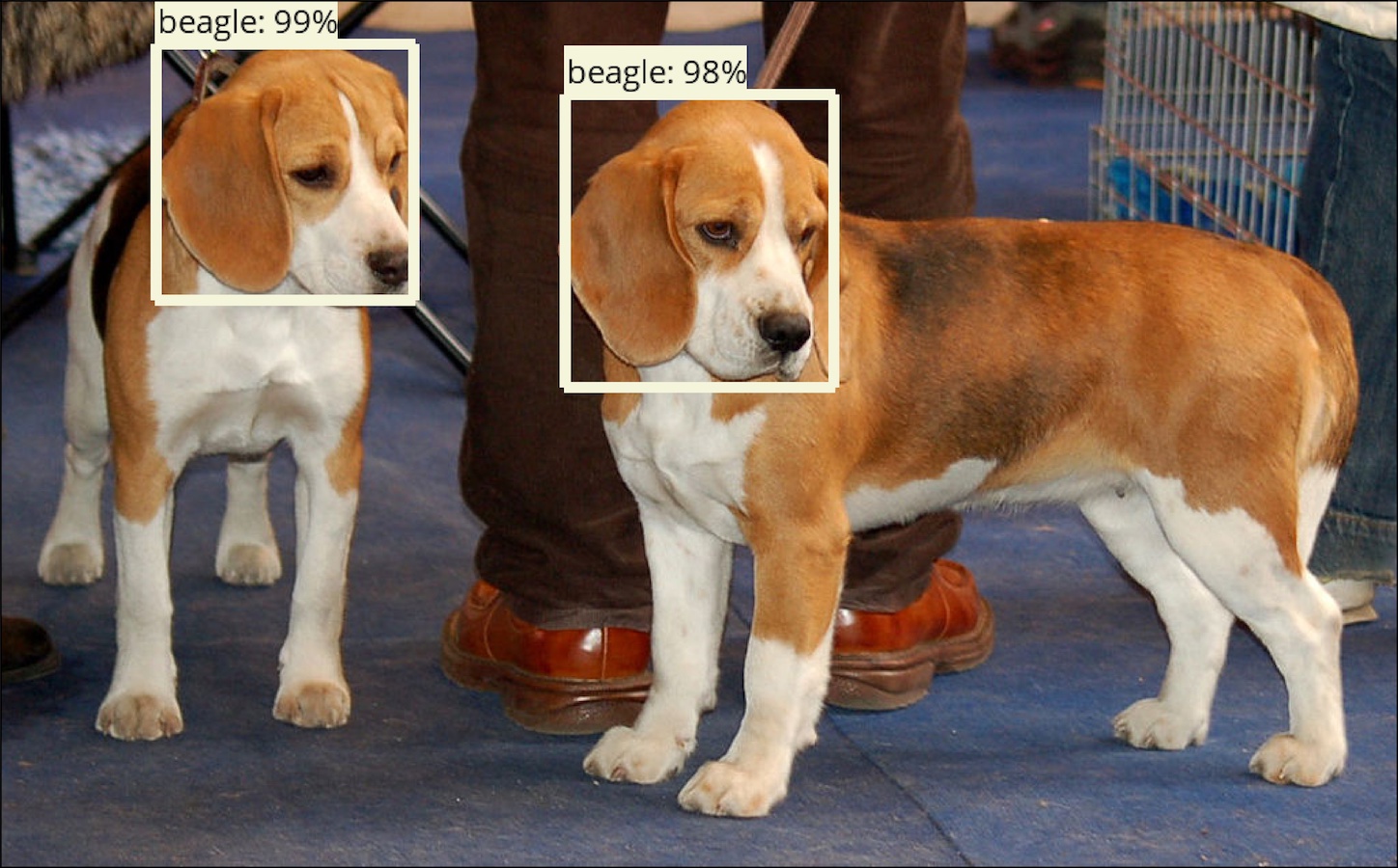 object_detection/g3doc/img/dogs_detections_output.jpg