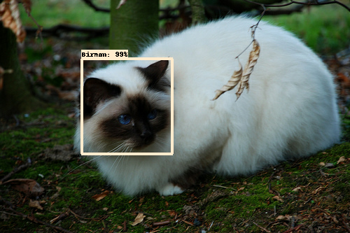 object_detection/g3doc/img/oxford_pet.png