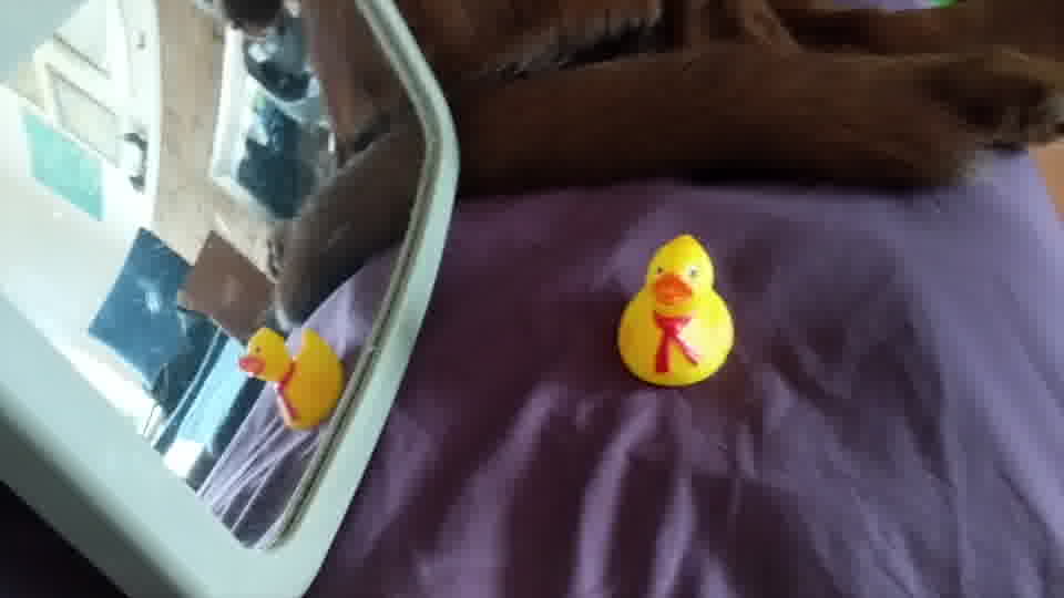 research/object_detection/test_images/ducky/test/out14.jpg