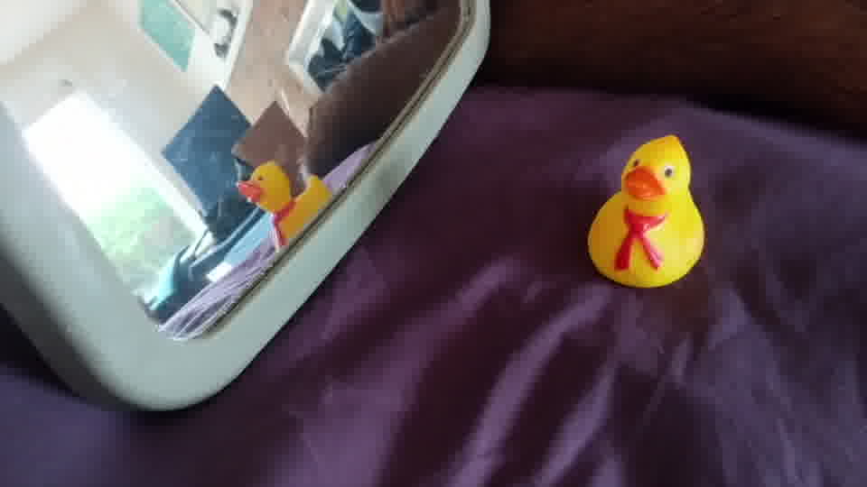 research/object_detection/test_images/ducky/test/out18.jpg