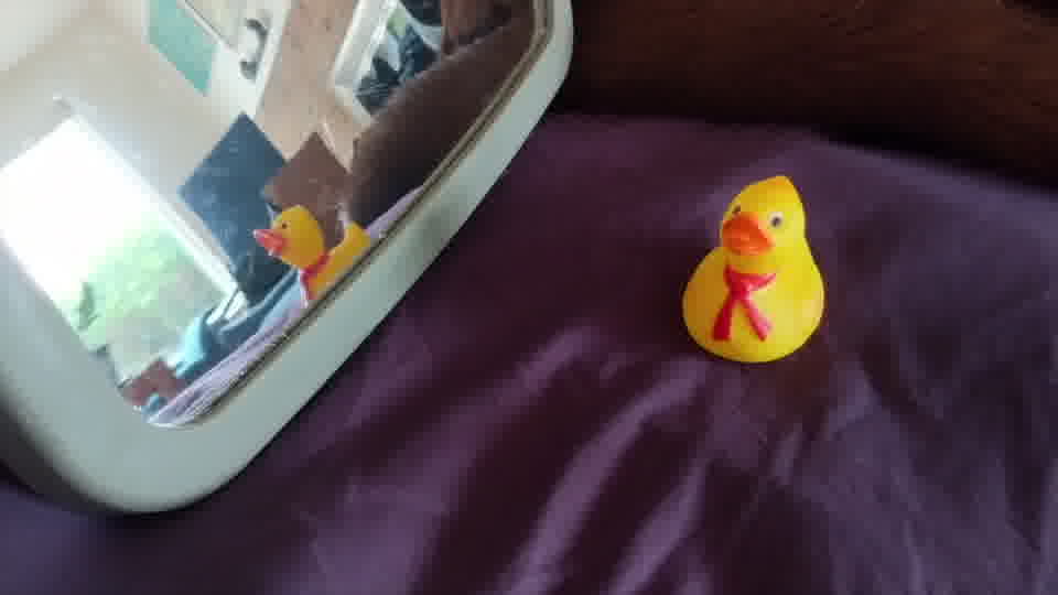 research/object_detection/test_images/ducky/test/out19.jpg