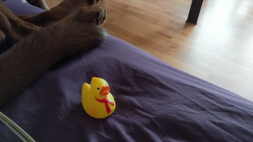 research/object_detection/test_images/ducky/test/out3.jpg