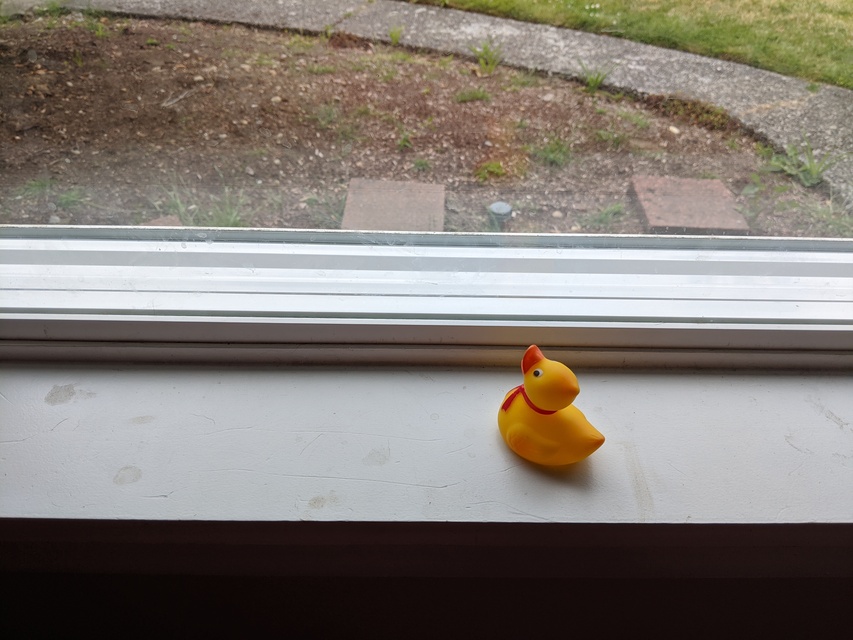 research/object_detection/test_images/ducky/train/robertducky2.jpg
