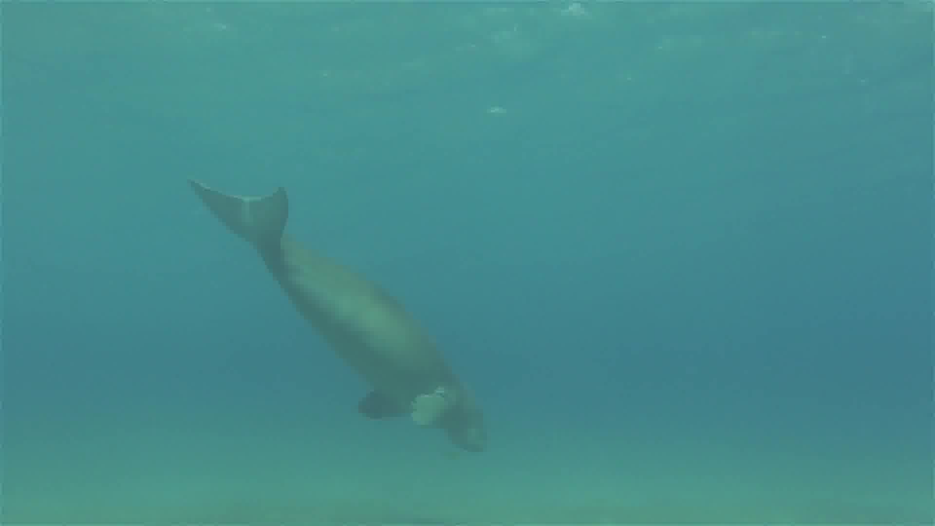 data/GOT-10k_Test_000001/00000069.jpg