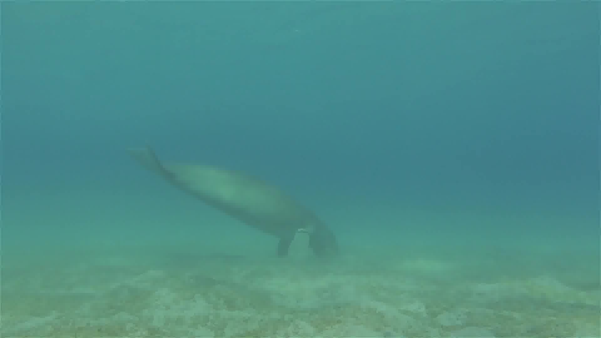 data/GOT-10k_Test_000001/00000100.jpg