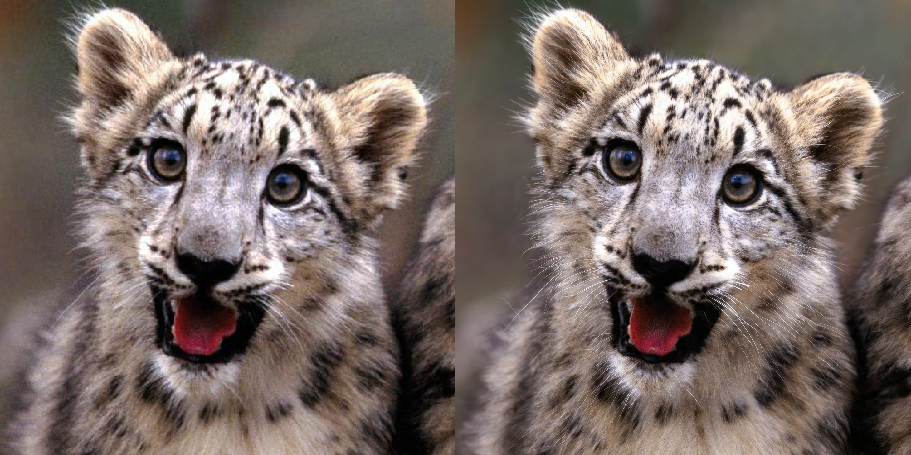 assets/stable-samples/upscaling/snow-leopard-x4.png