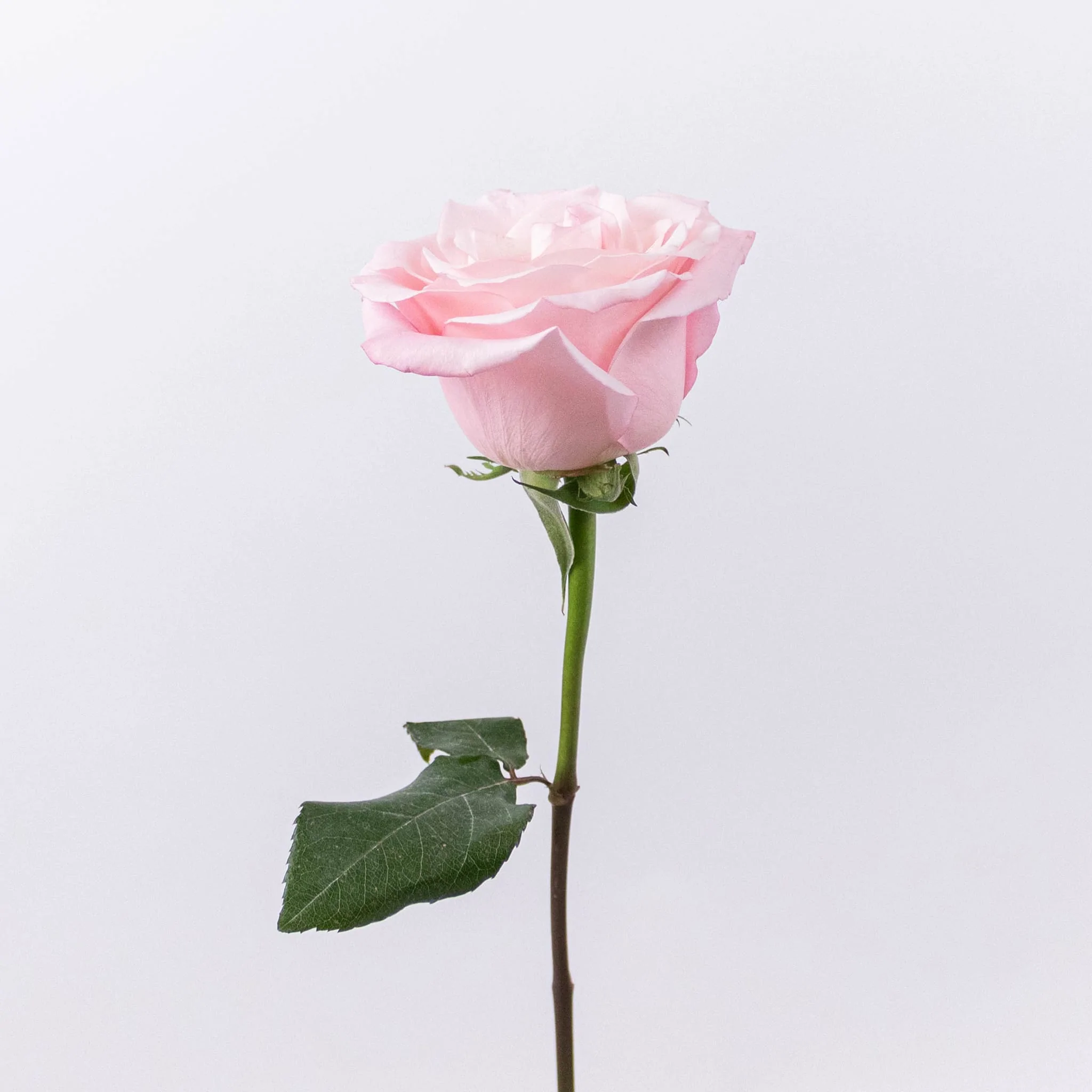 images/rose.webp