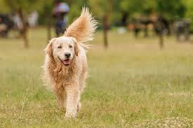 csharp/sample/Microsoft.ML.OnnxRuntime.ResNet50v2Sample/dog.jpeg